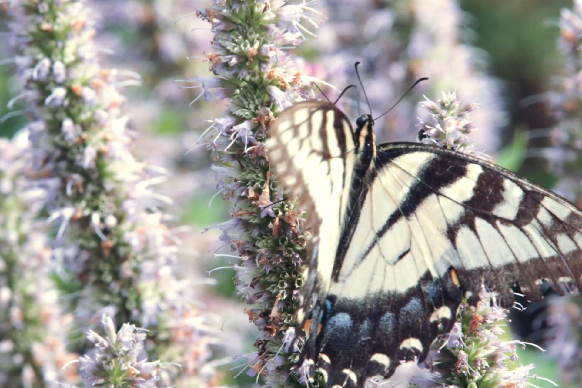 Butterfly-e1445809727767