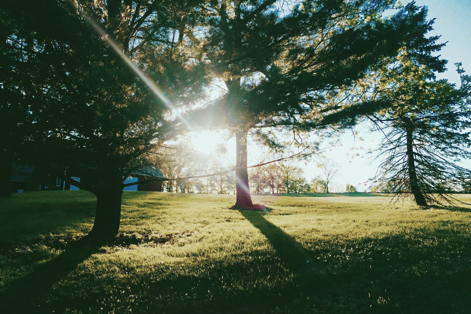 Tree-Set-e1445809707466