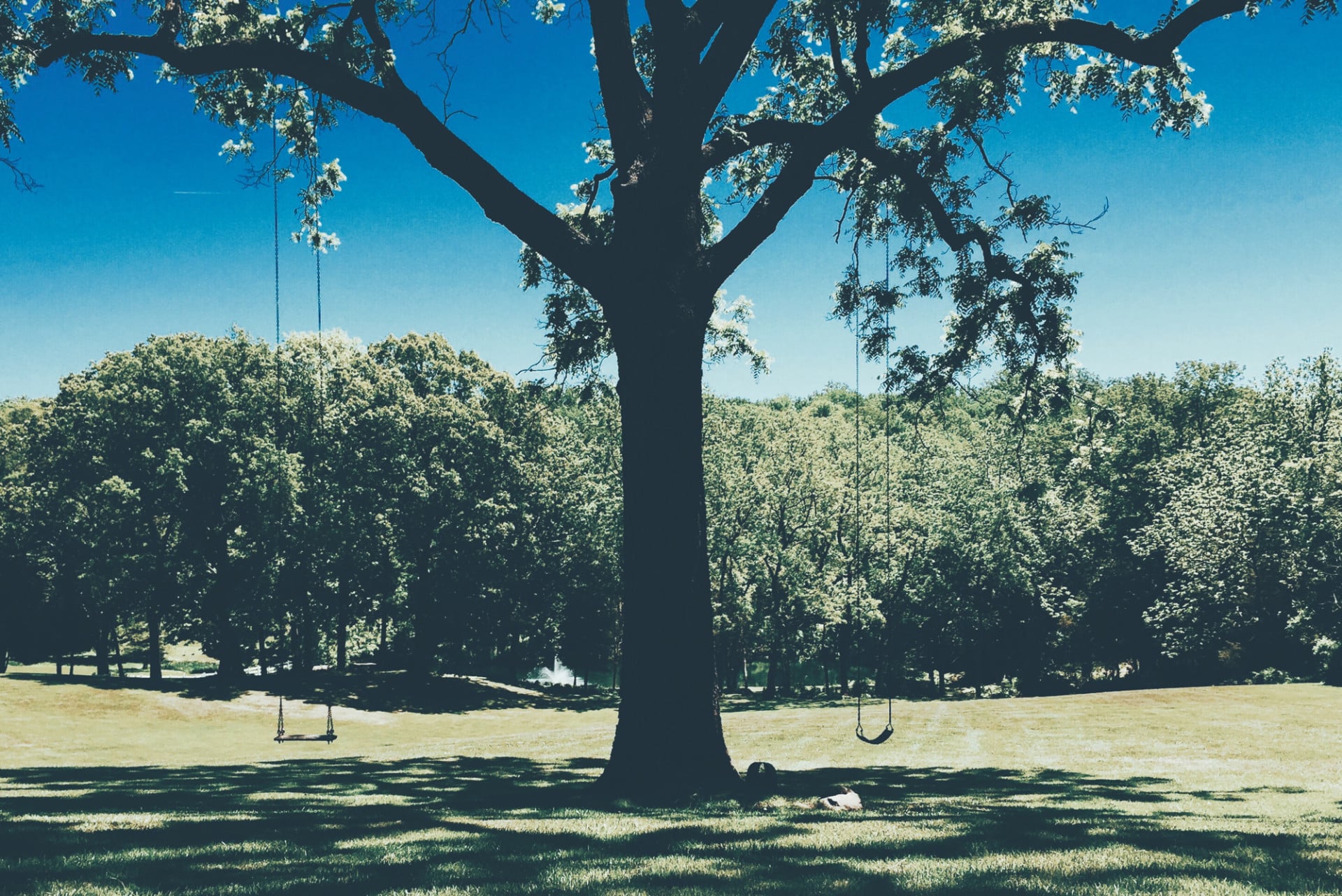 Tree-e1445809689960